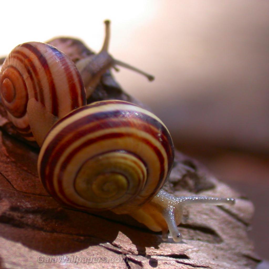 Snails - Free desktop wallpapers