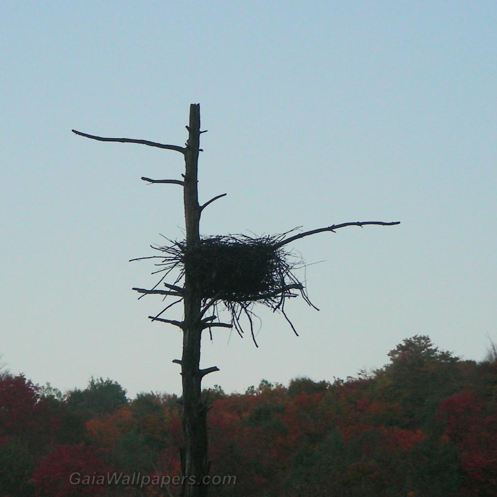 Large nid d'oiseaux abandonné - Fonds d'écran gratuits