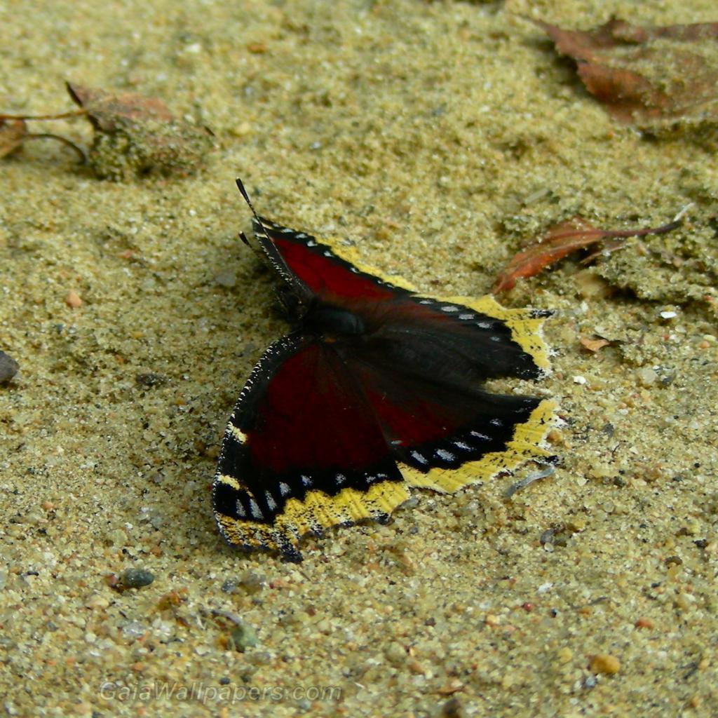 Papillon dans le sable - Fonds d'écran gratuits