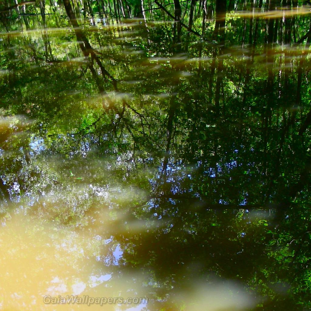 Réflexion sur l'eau dans l'ombre des arbres - Fonds d'écran gratuits