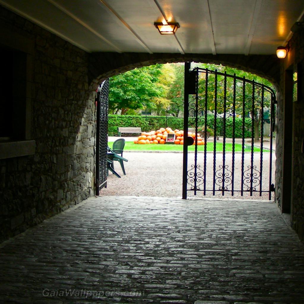 Gate leading to the pumpkin yard - Free desktop wallpapers