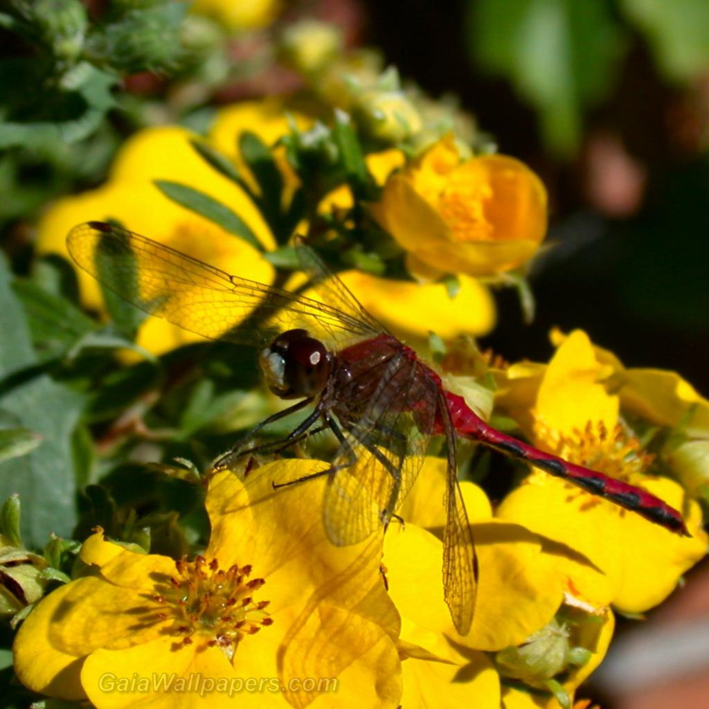 Dragonfly on a yellow flower - Free desktop wallpapers