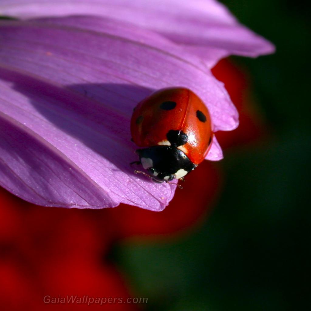 Ladybug on a flower - Free desktop wallpapers