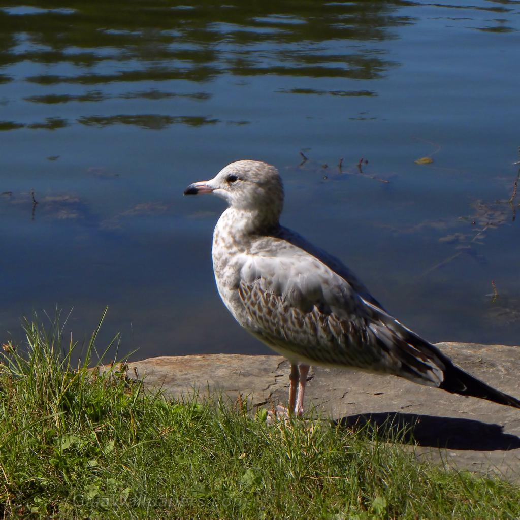 Ring-billed Gull staring at the pond - Free desktop wallpapers