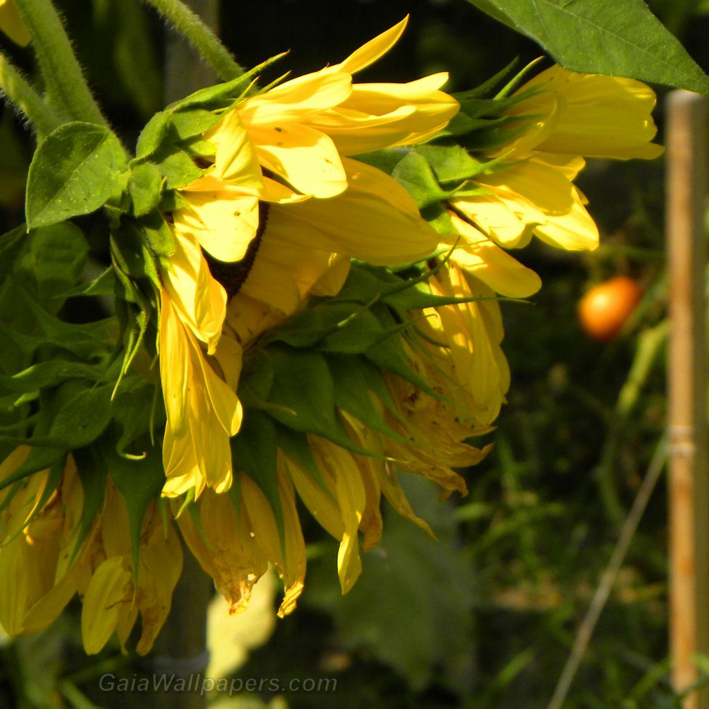 Sunflowers in late summer in the garden - Free desktop wallpapers