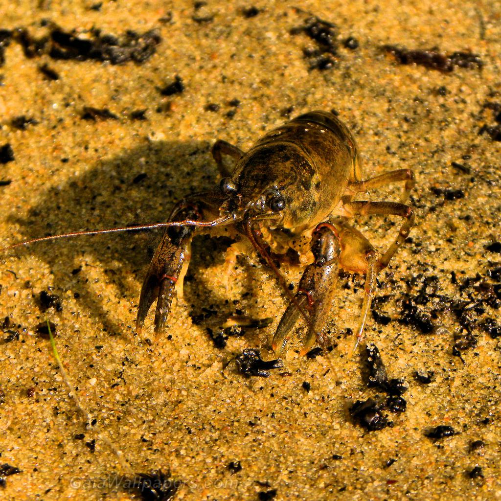 Crayfish on the beach - Free desktop wallpapers