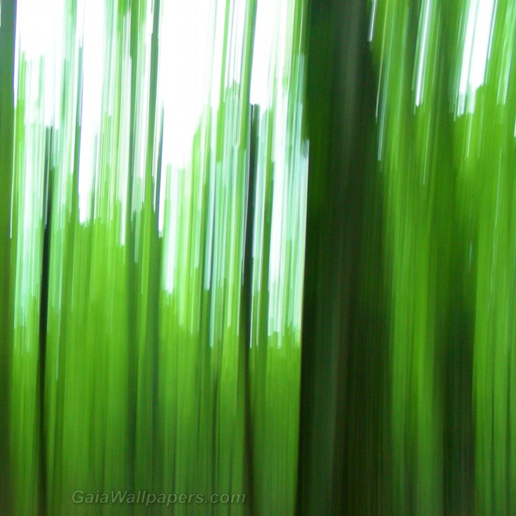 Green forest distortion - Free desktop wallpapers