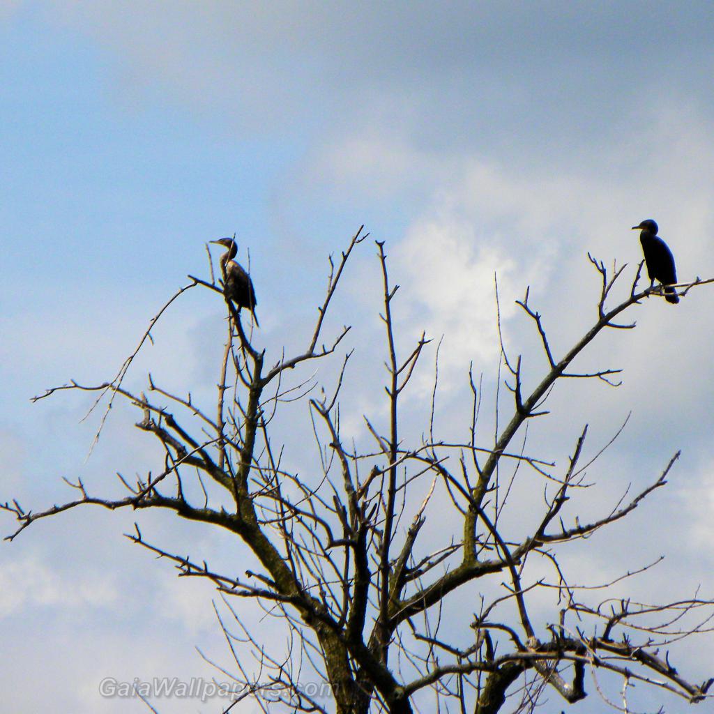 Cormorants perched in dead trees - Free desktop wallpapers