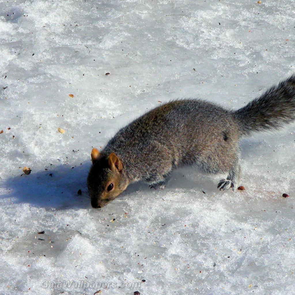 Squirrel looking for food on the snow - Free desktop wallpapers