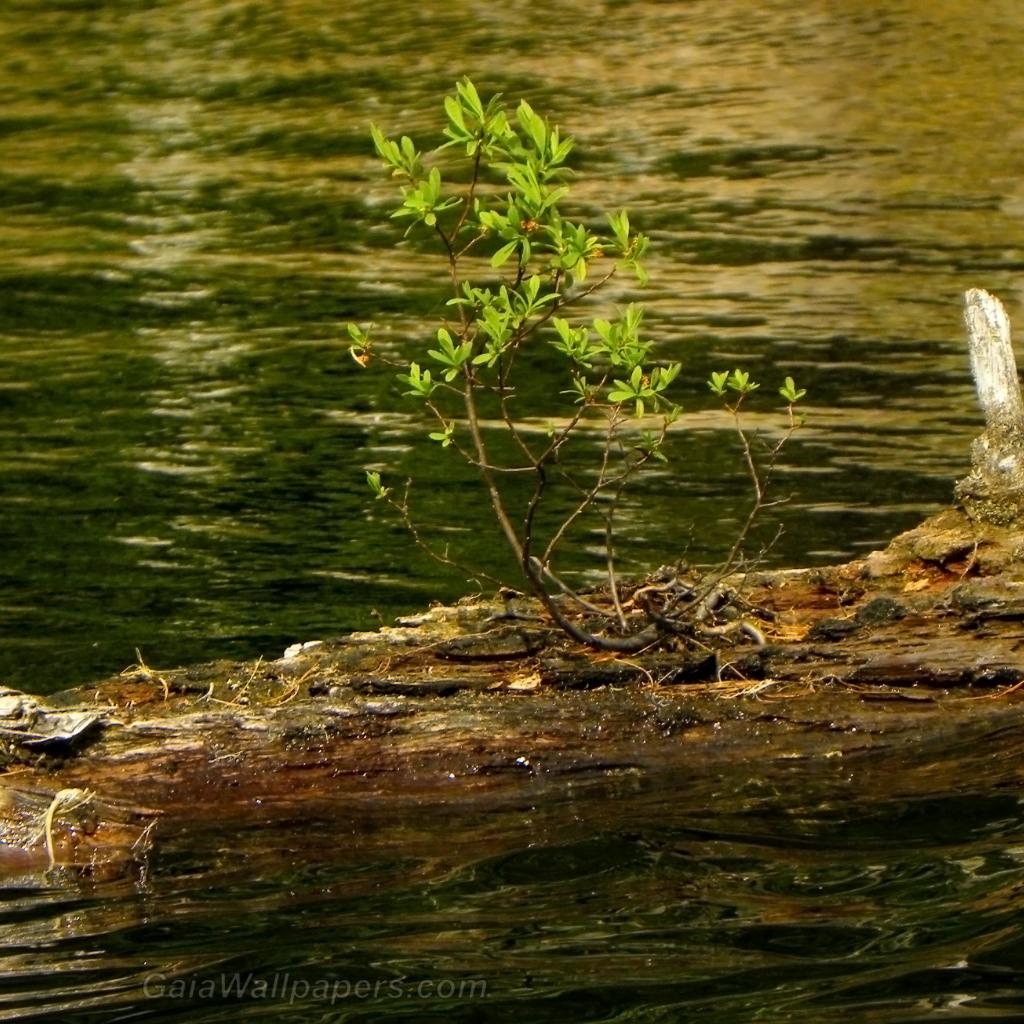 Small tree surviving on the water - Free desktop wallpapers