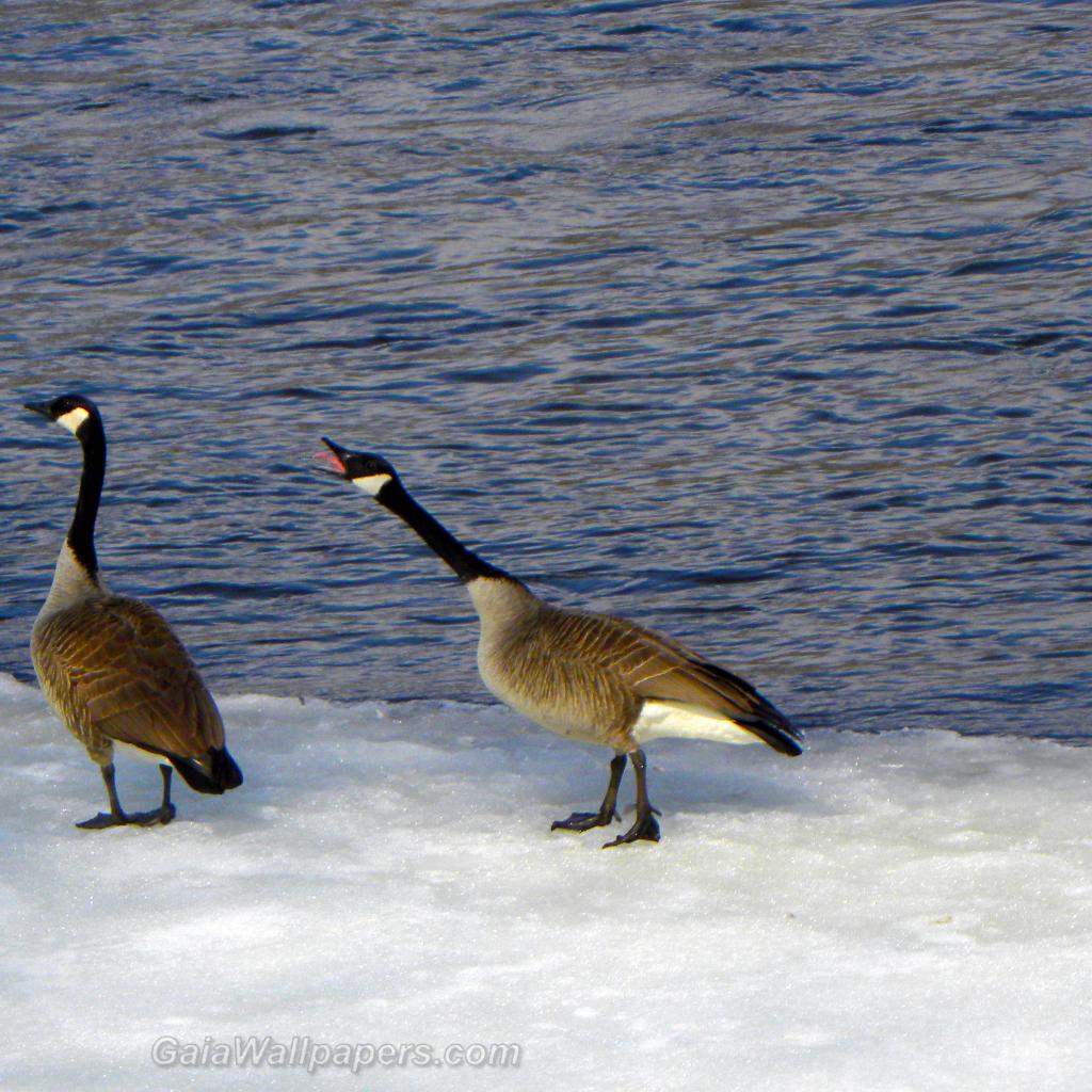 Canada Goose angry at another goose - Free desktop wallpapers