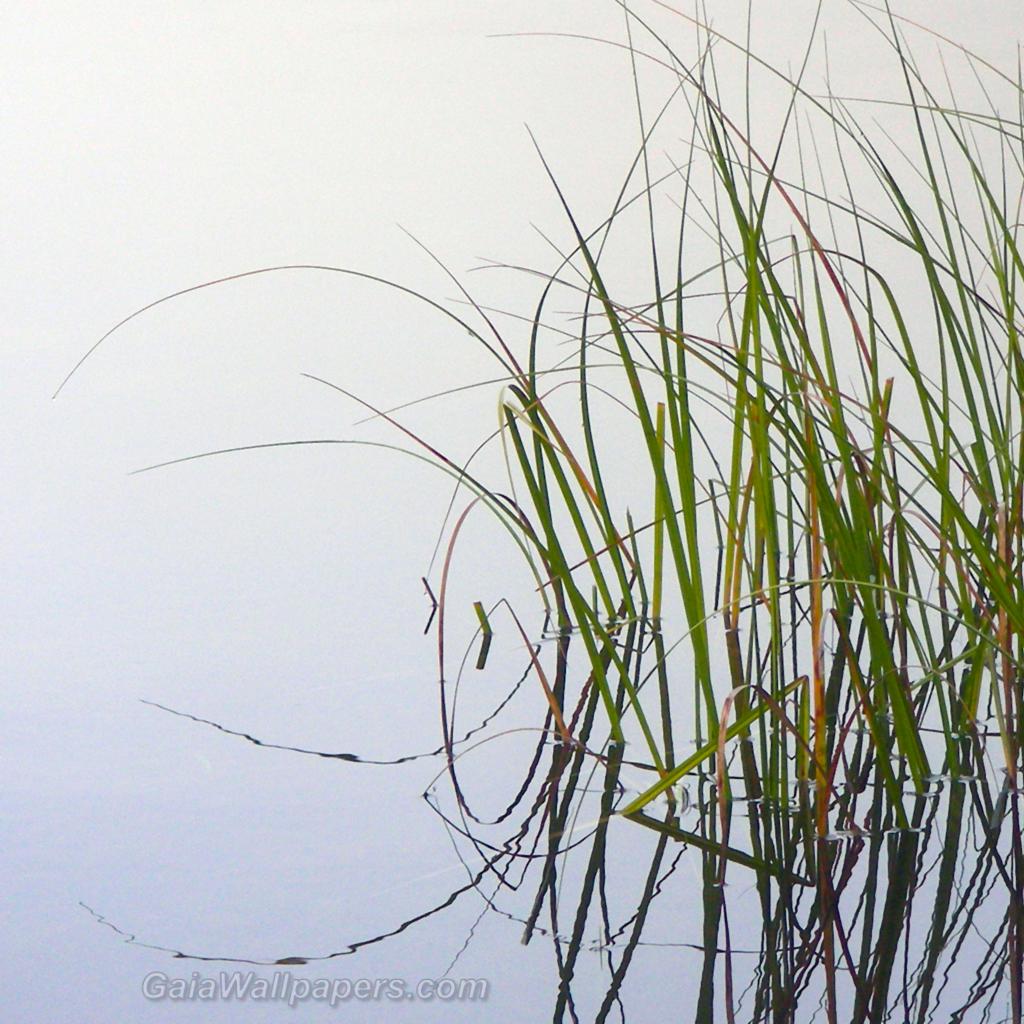 Aquatic plant reflection in the fog - Free desktop wallpapers