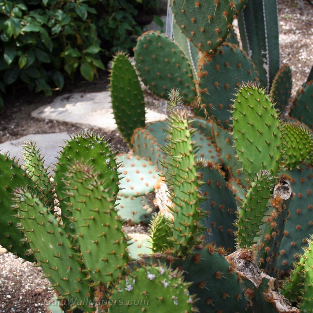 Cactus avec beaucoup de pointes - Fonds d'écran gratuits
