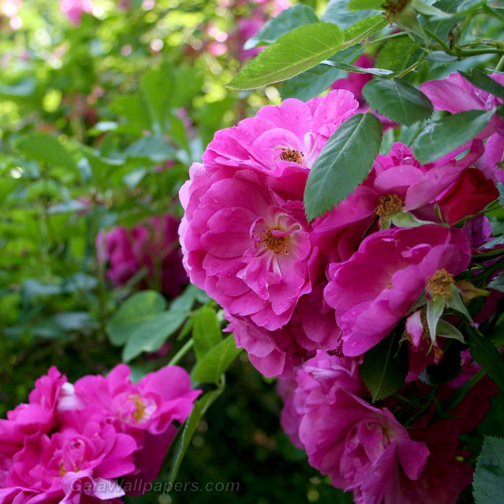 Belles roses au matin - Fonds d'écran gratuits