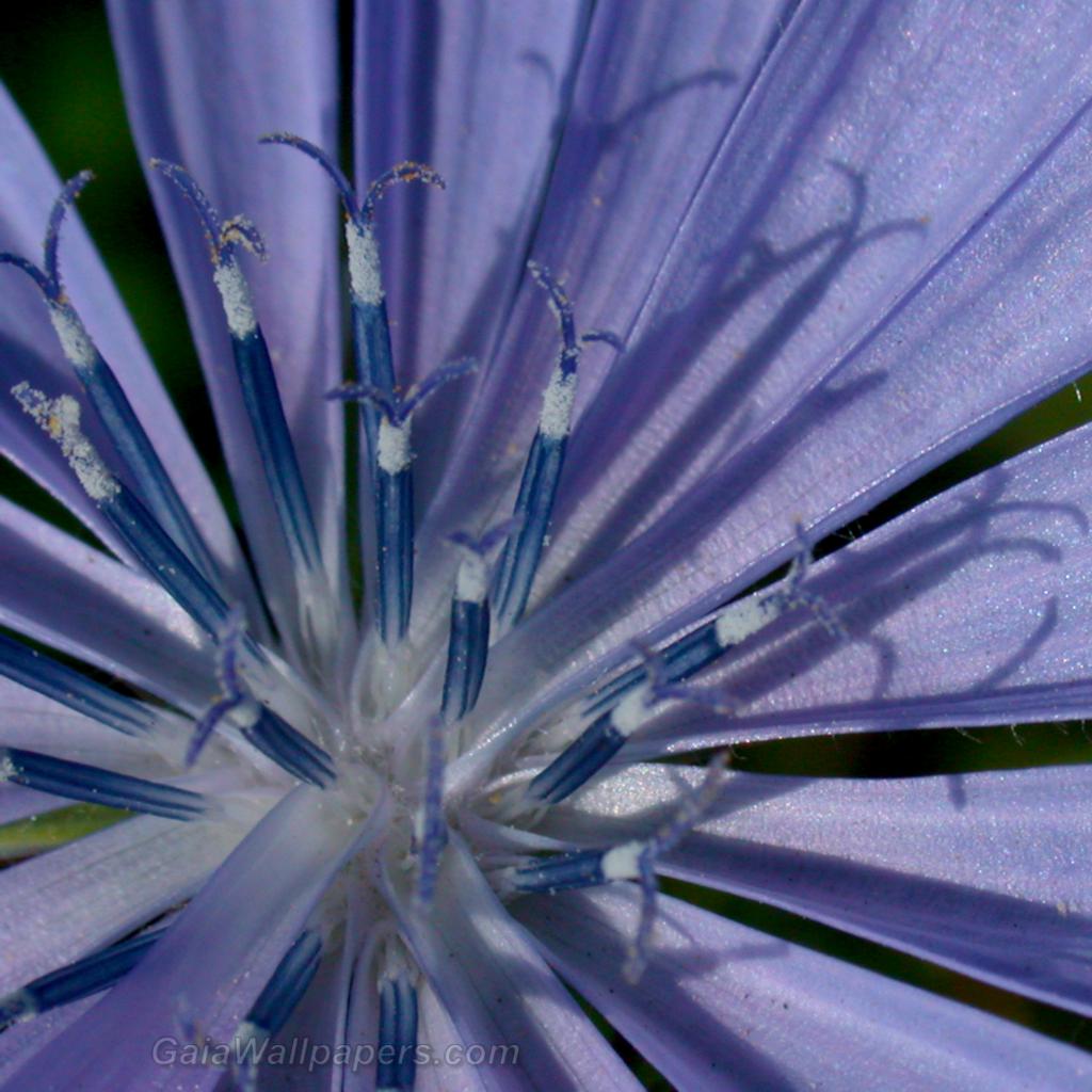 Strange world inside a purple flower - Free desktop wallpapers