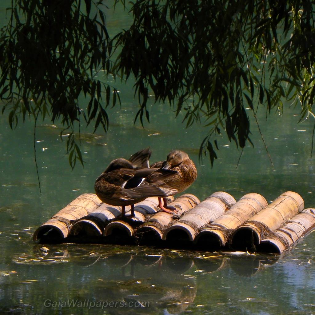 Ducks relaxing on a wooden platform - Free desktop wallpapers