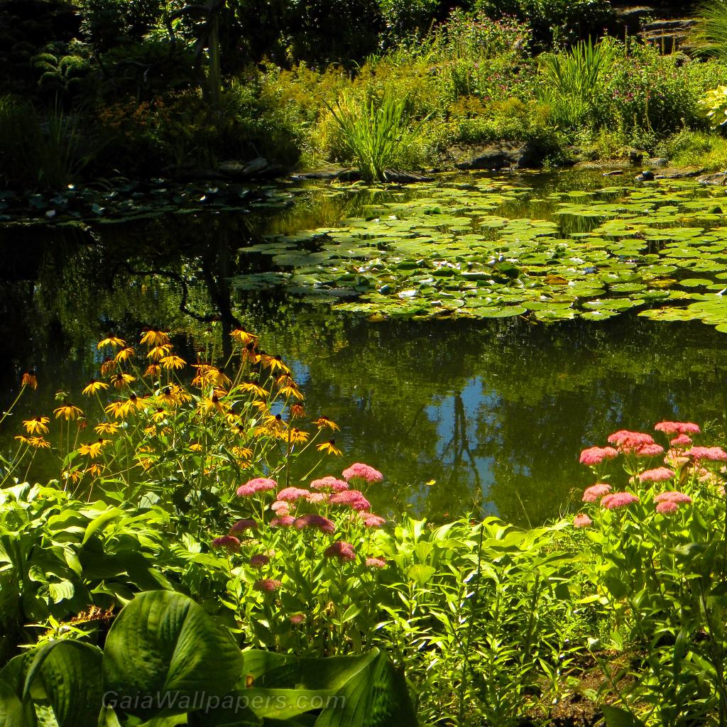 Beautiful pond in bloom - Free desktop wallpapers