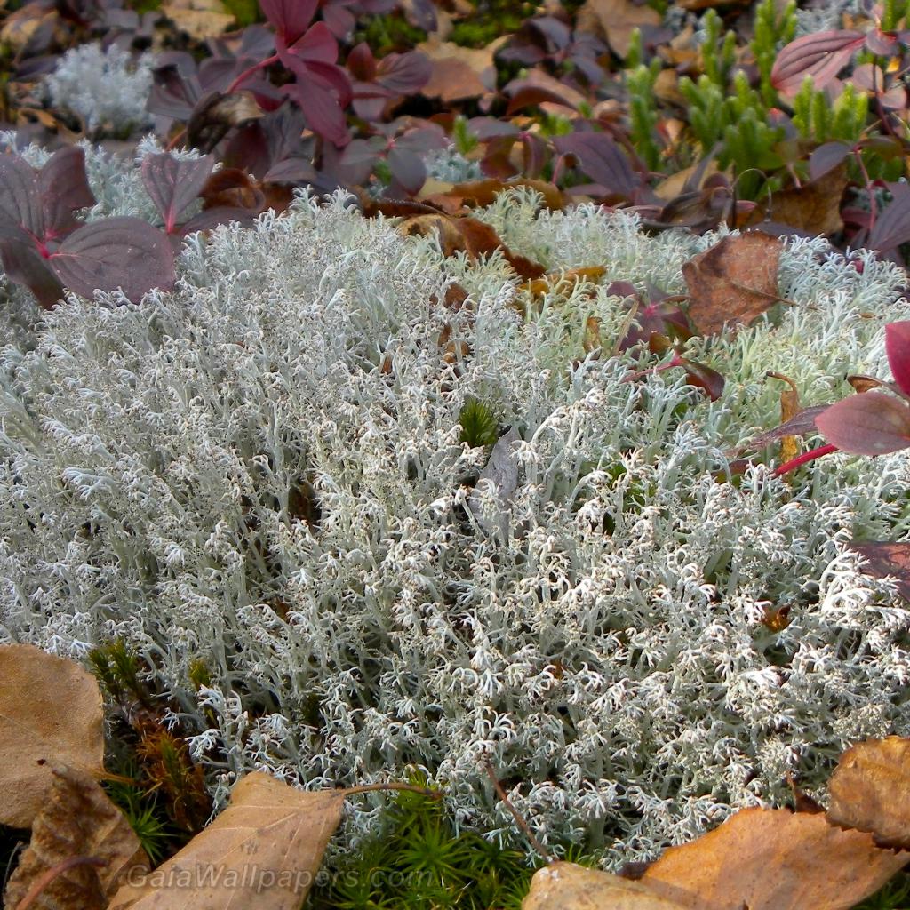 Lichen dans un couvert de feuilles mortes - Fonds d'écran gratuits