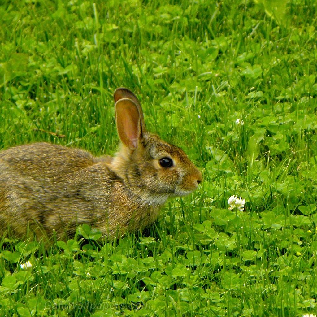 Cute bunny eating clover - Free desktop wallpapers