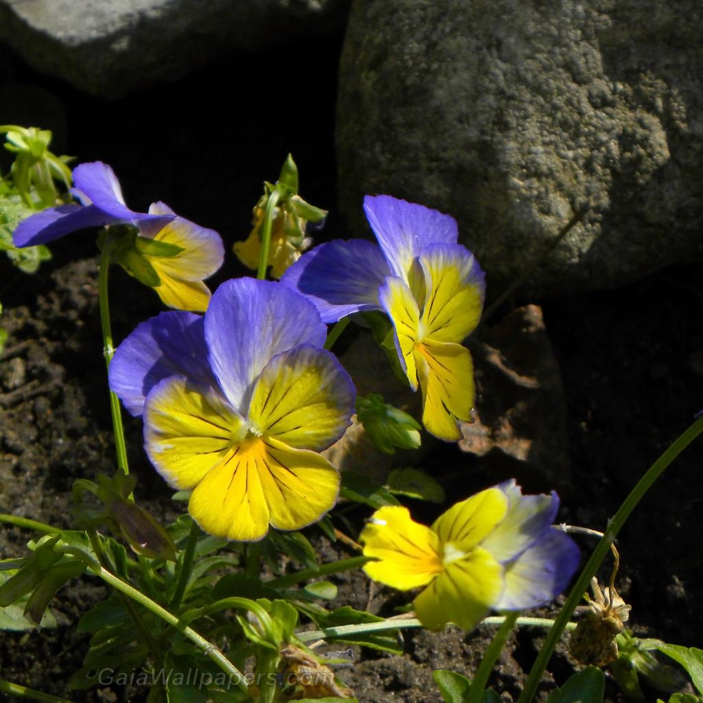Magnifique Viola mauve et jaune - Fonds d'écran gratuits