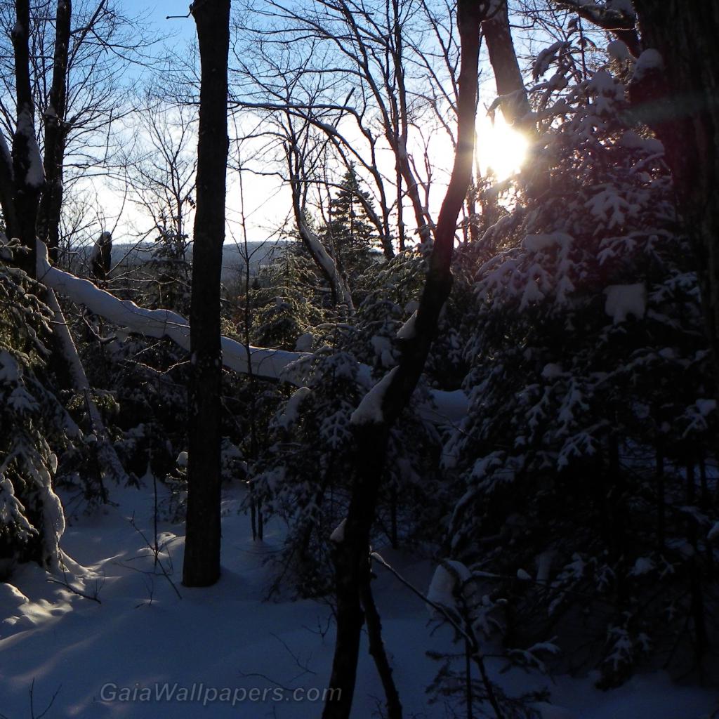 End of a winter's day in the Laurentian Forest - Free desktop wallpapers