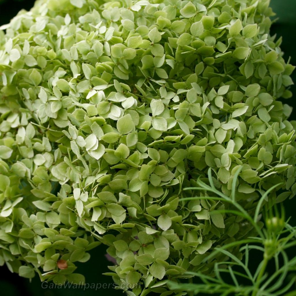 Hydrangea with a green tint - Free desktop wallpapers