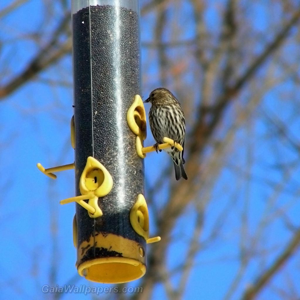Bird feeder with a lot of seeds - Free desktop wallpapers