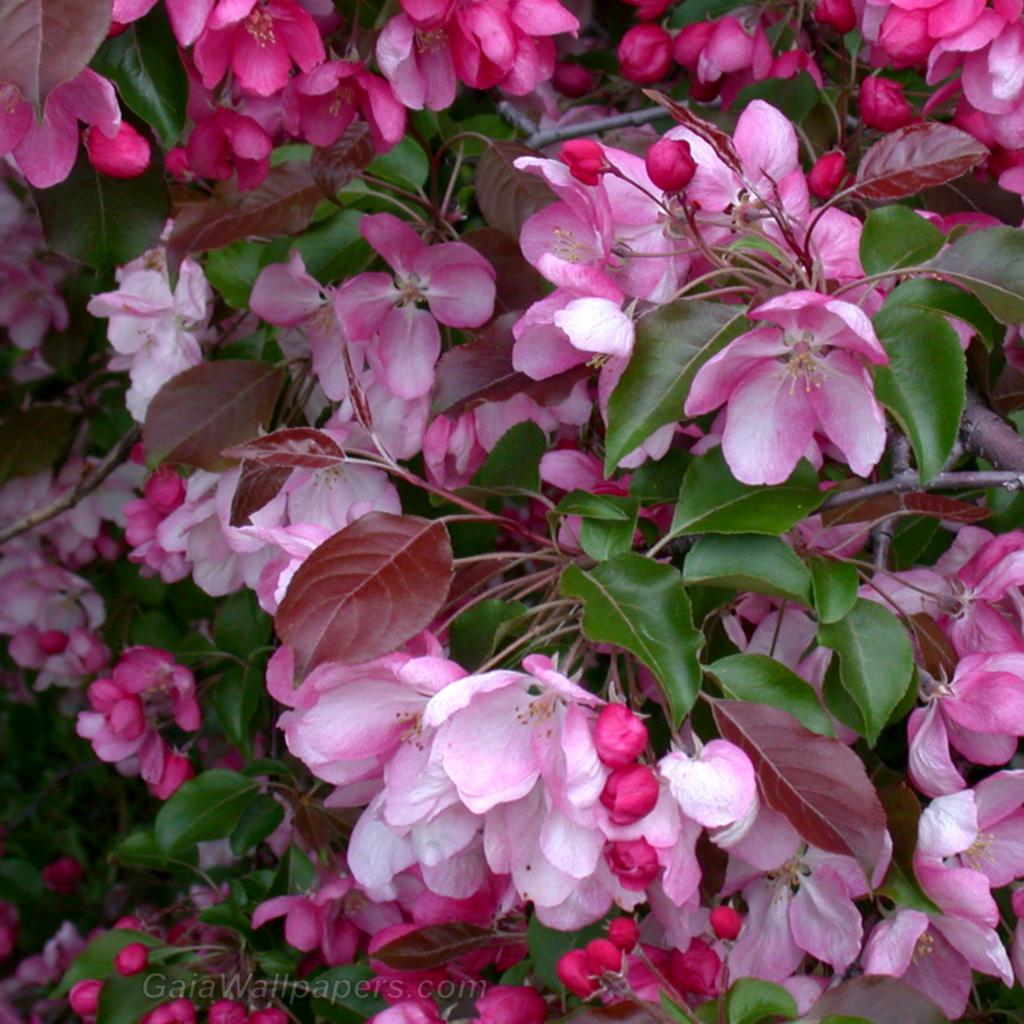 Tree with a lot of pink flowers - Free desktop wallpapers