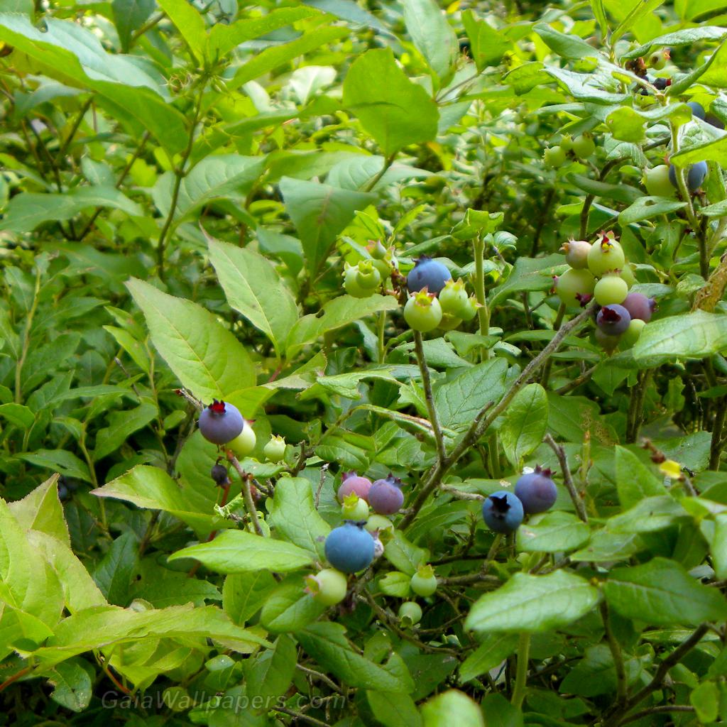 Lowbush blueberries in the nature - Free desktop wallpapers