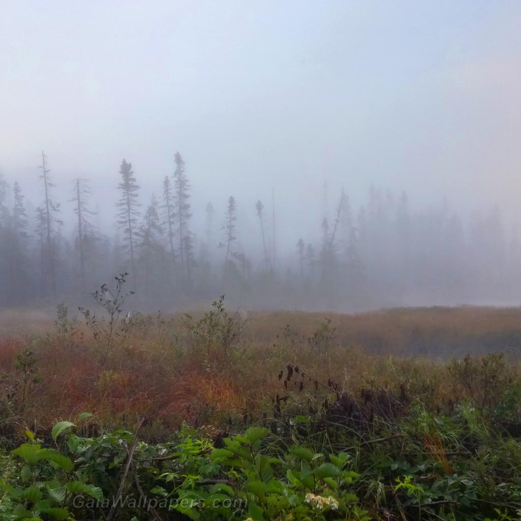 Foggy swamp in the morning - Free desktop wallpapers