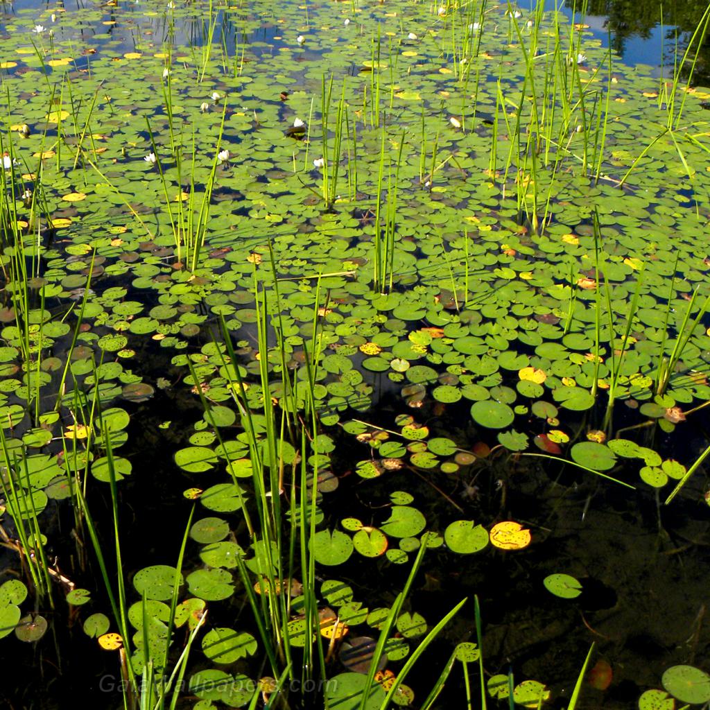 Marsh full of water lilies - Free desktop wallpapers