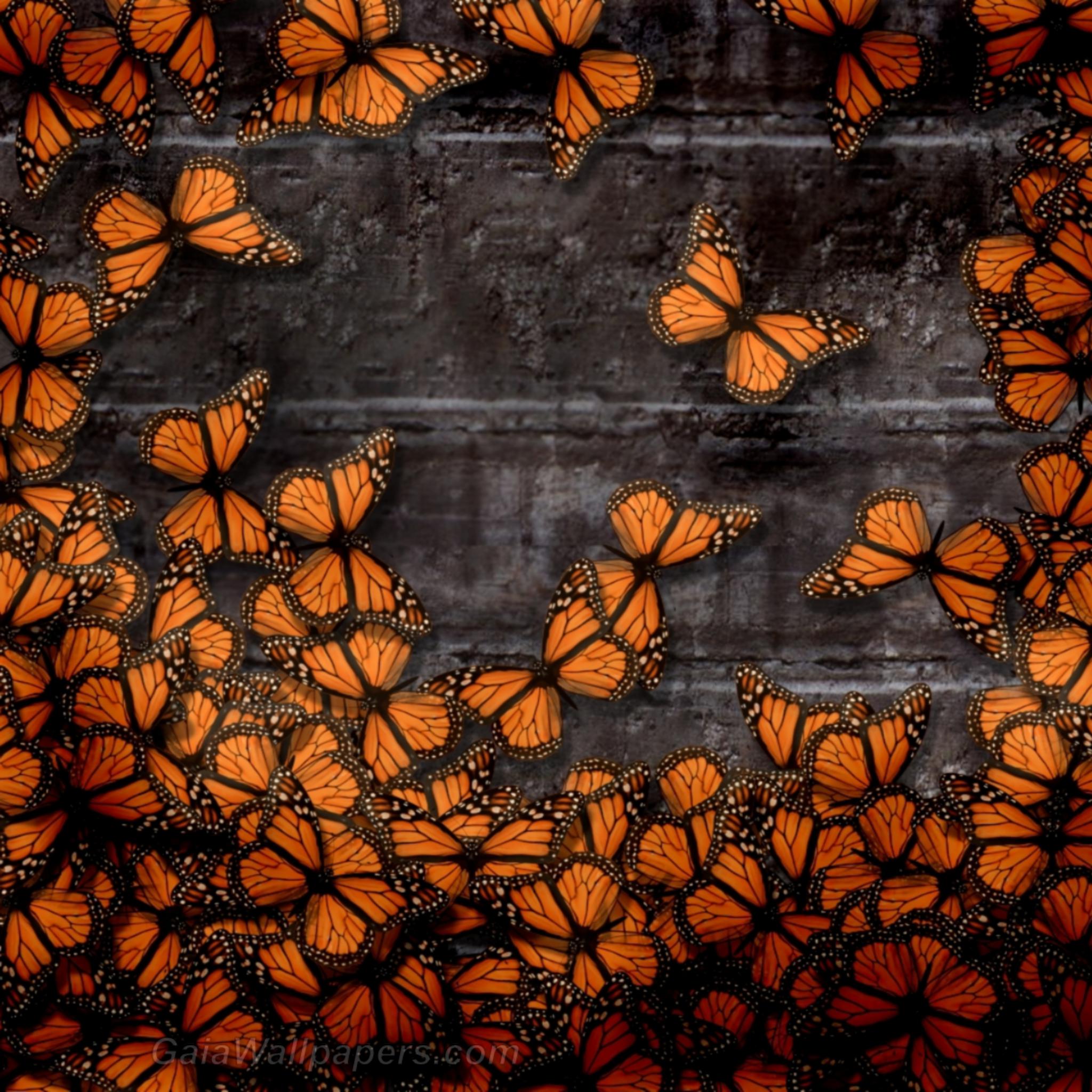 Papillons oranges sur le mur de pierre - Fonds d'écran gratuits