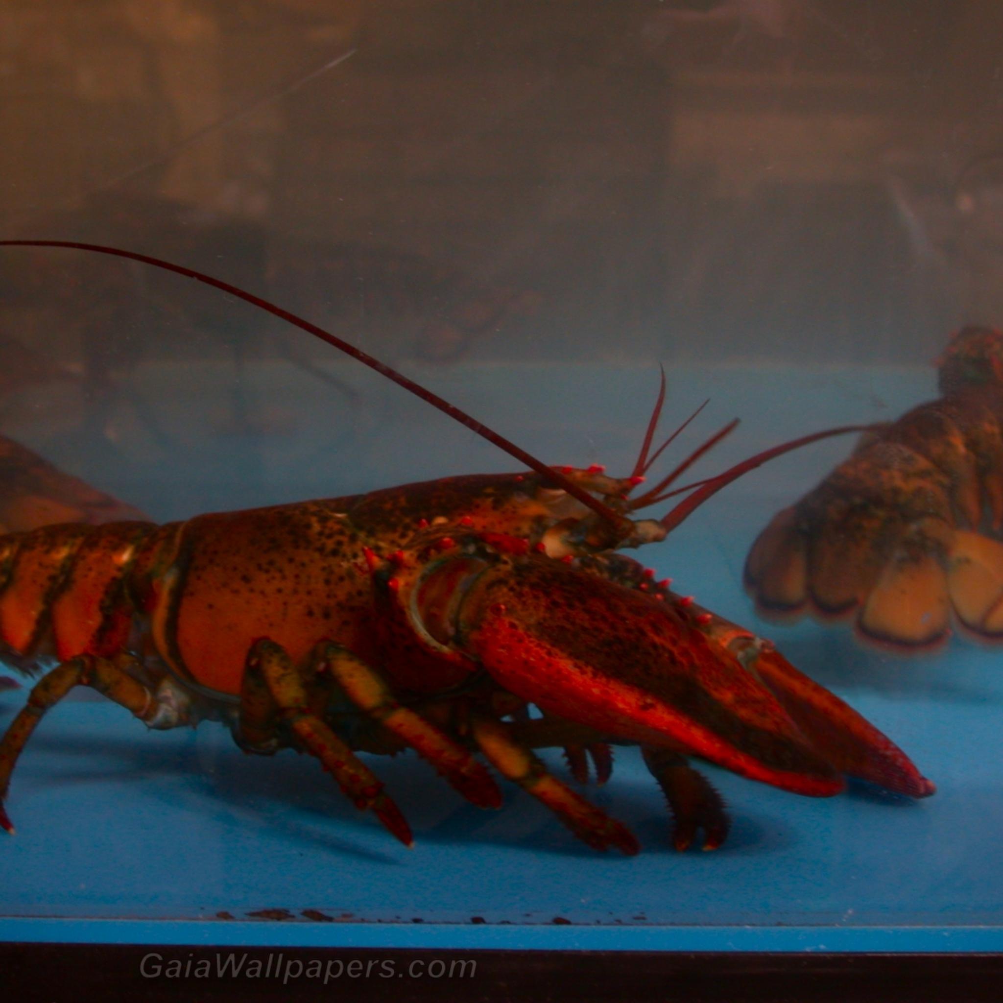 Lobsters waiting to be choosen - Free desktop wallpapers