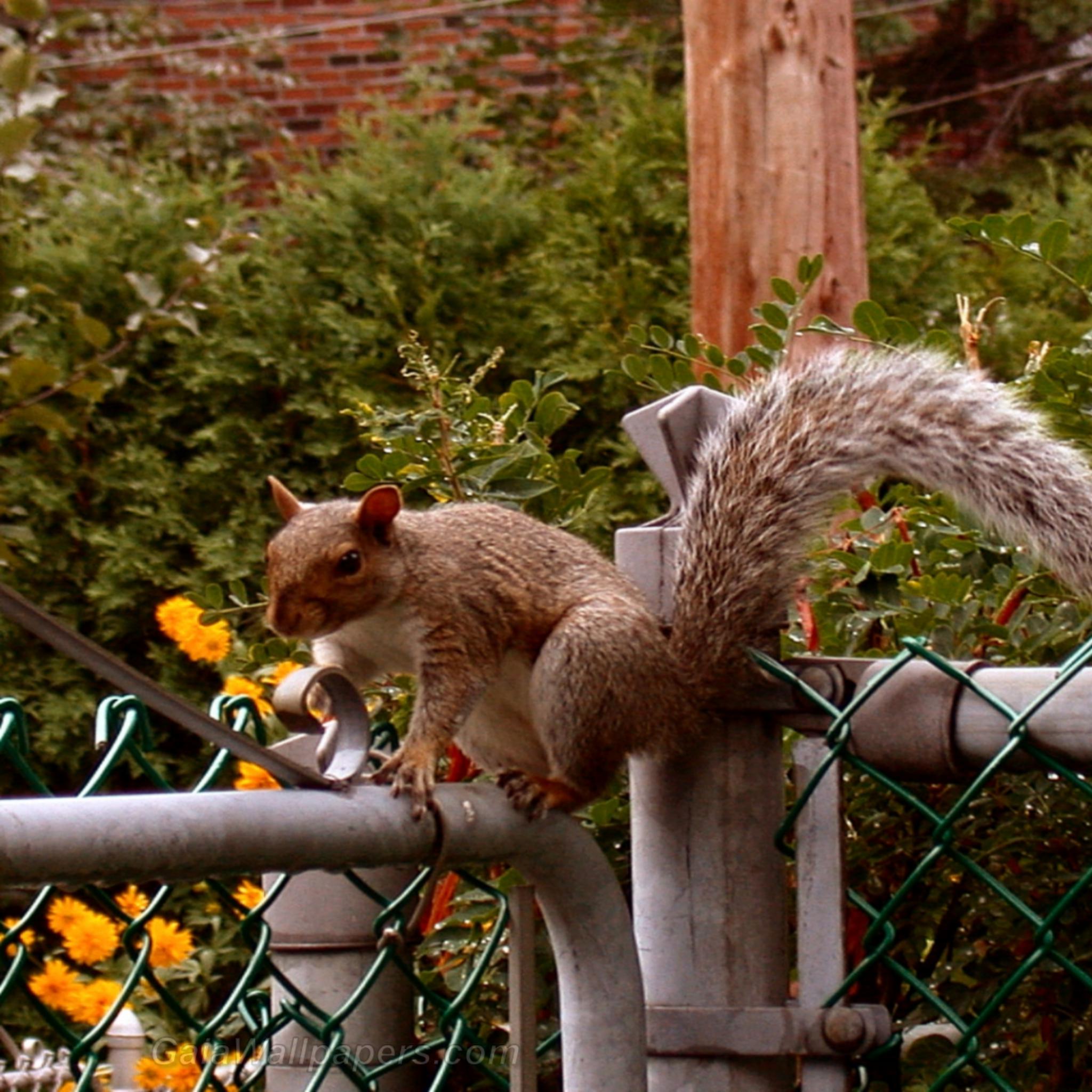 Squirrel walking on the fence - Free desktop wallpapers