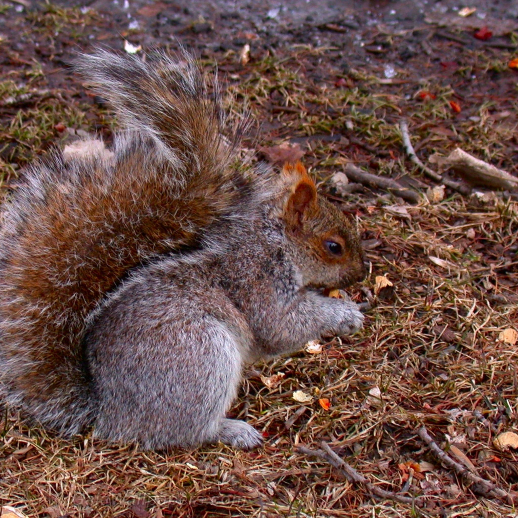 Squirrel eating peanut - Free desktop wallpapers