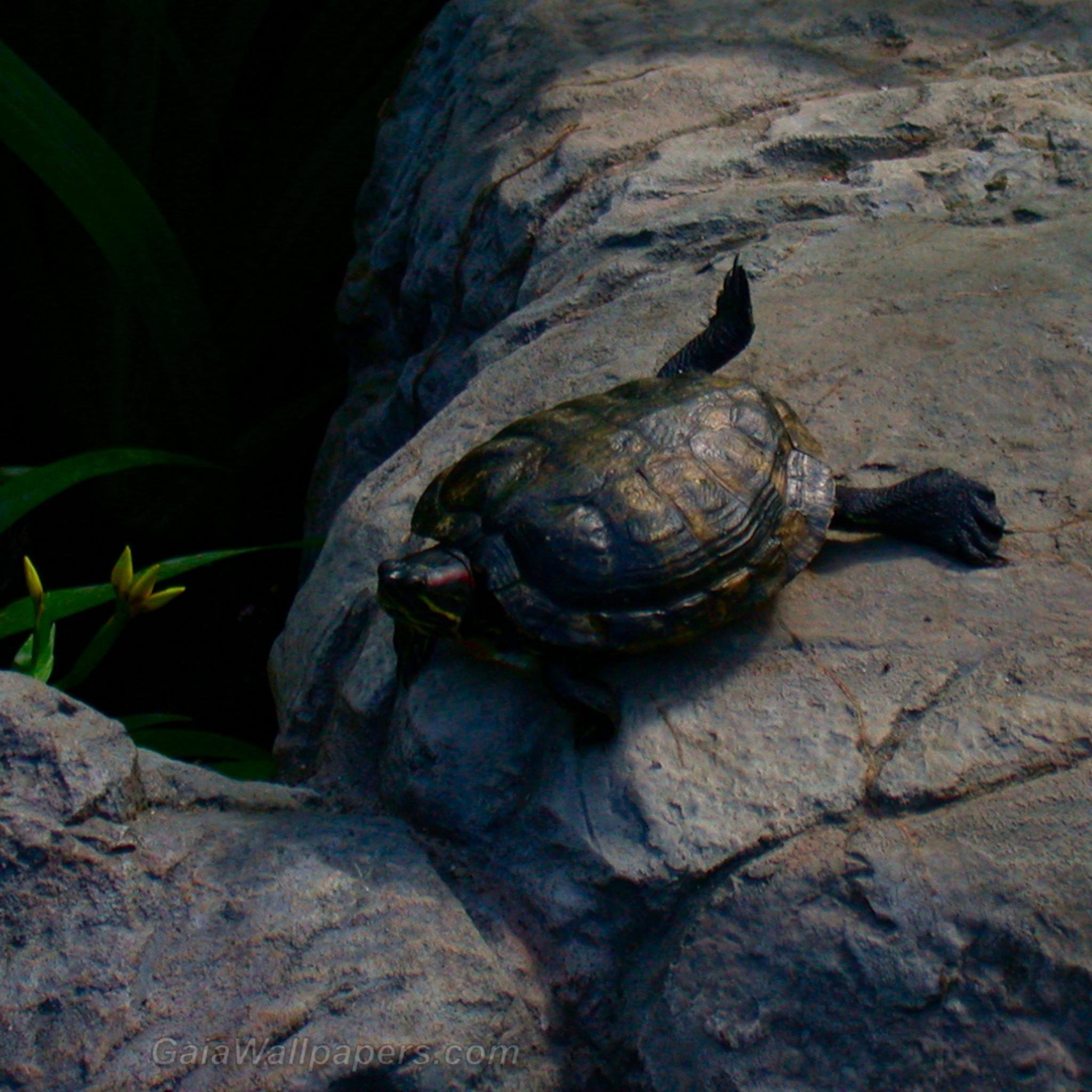 Red-eared slider turtle lying under the sun - Free desktop wallpapers