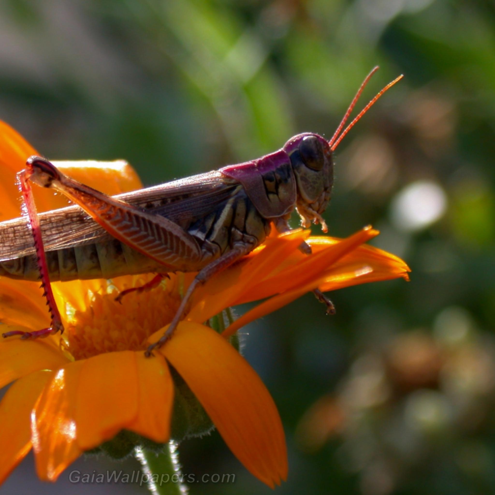 Grasshopper ready to jump - Free desktop wallpapers