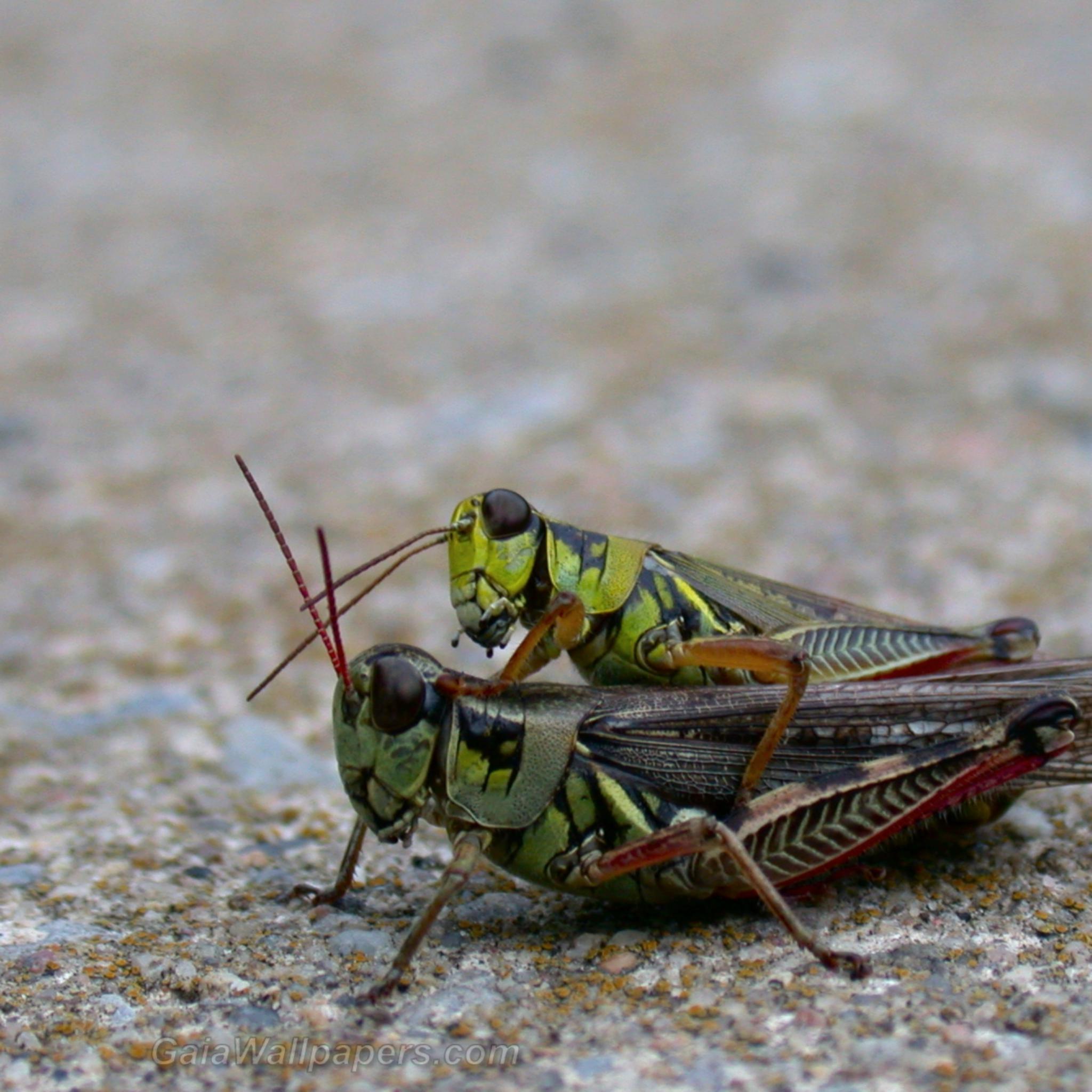 Grasshoppers copulating - Free desktop wallpapers