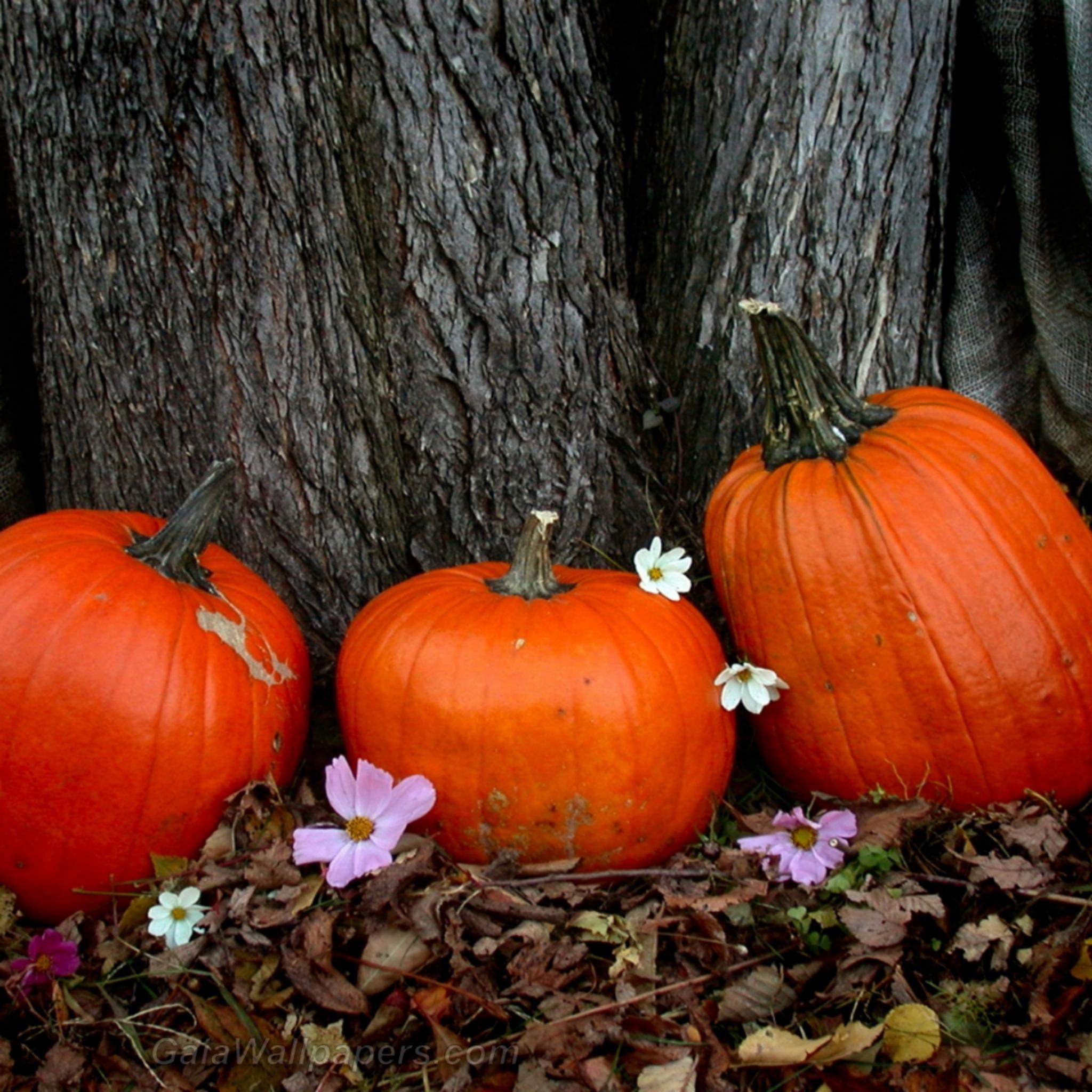 Pumpkins in autumn - Free desktop wallpapers