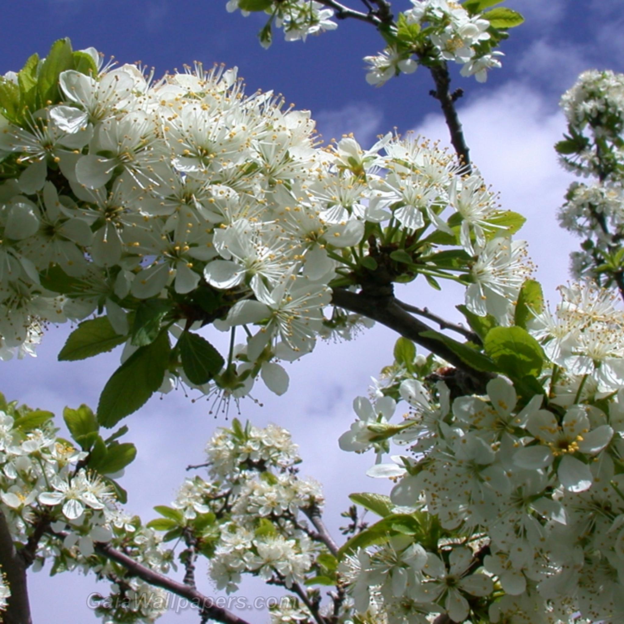 Plum tree in flowers - Free desktop wallpapers