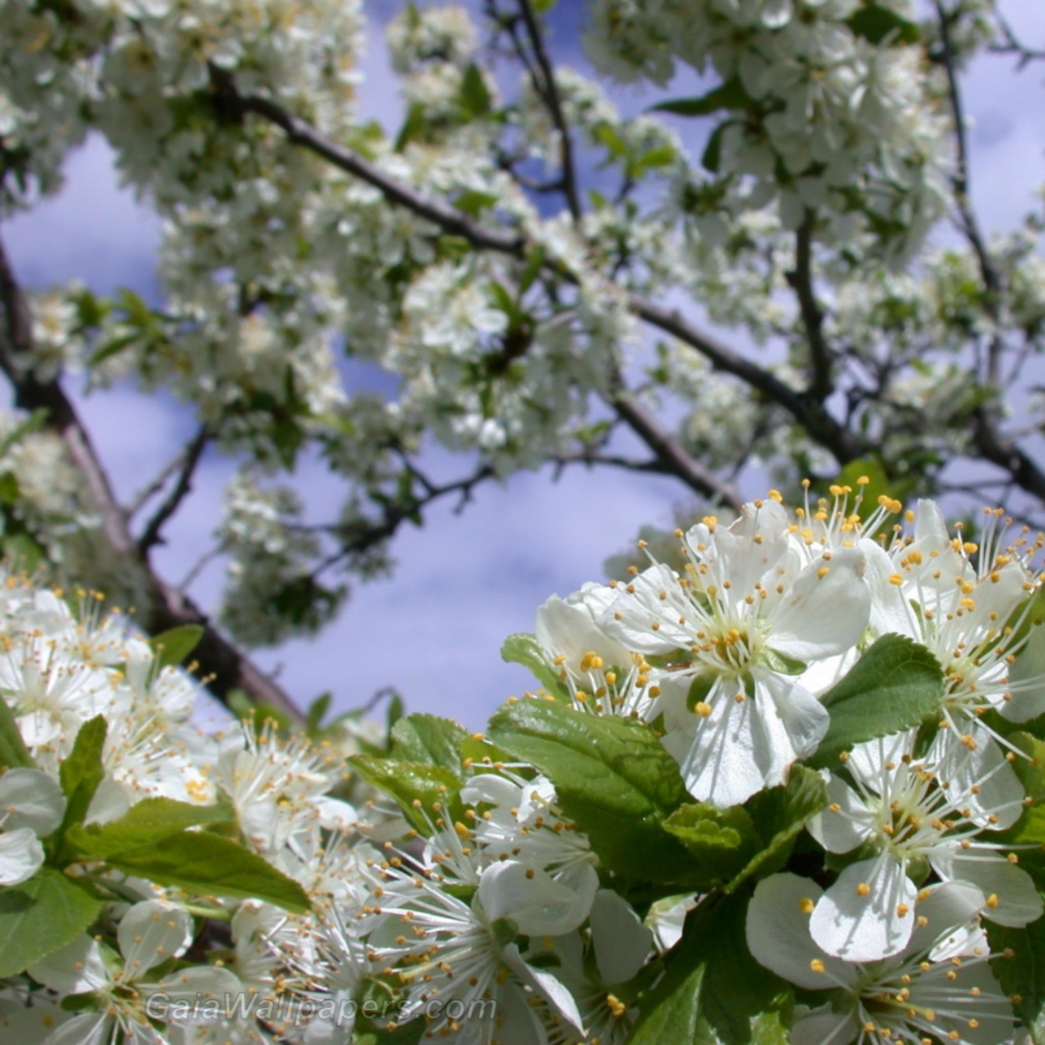 Plum tree flowers - Free desktop wallpapers