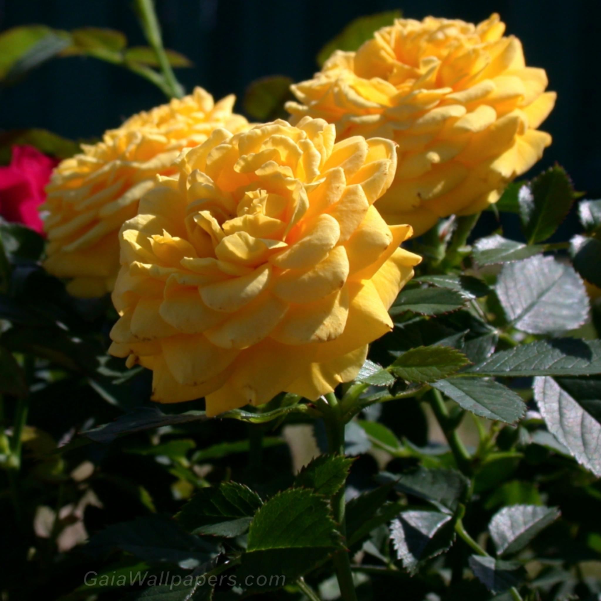 Roses jaunes - Fonds d'écran gratuits