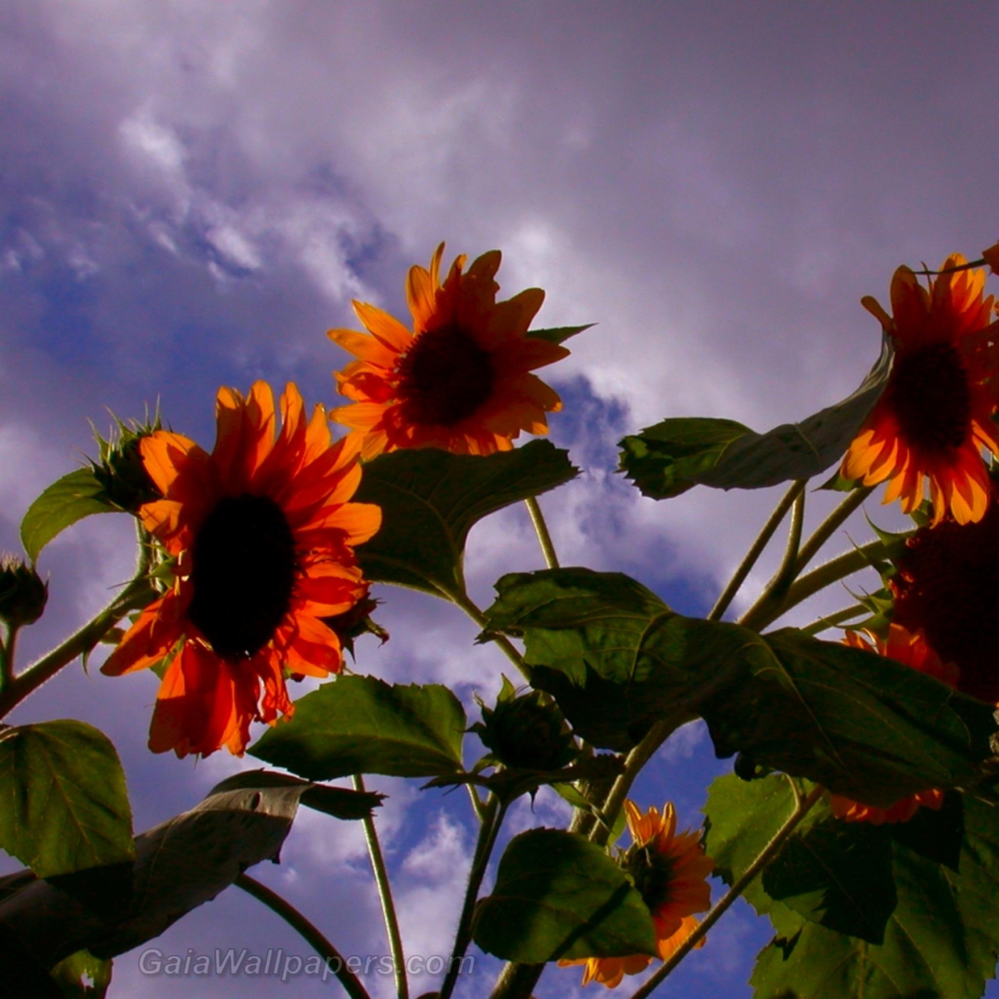 Tournesol avec plusieurs fleurs au coucher du soleil - Fonds d'écran gratuits