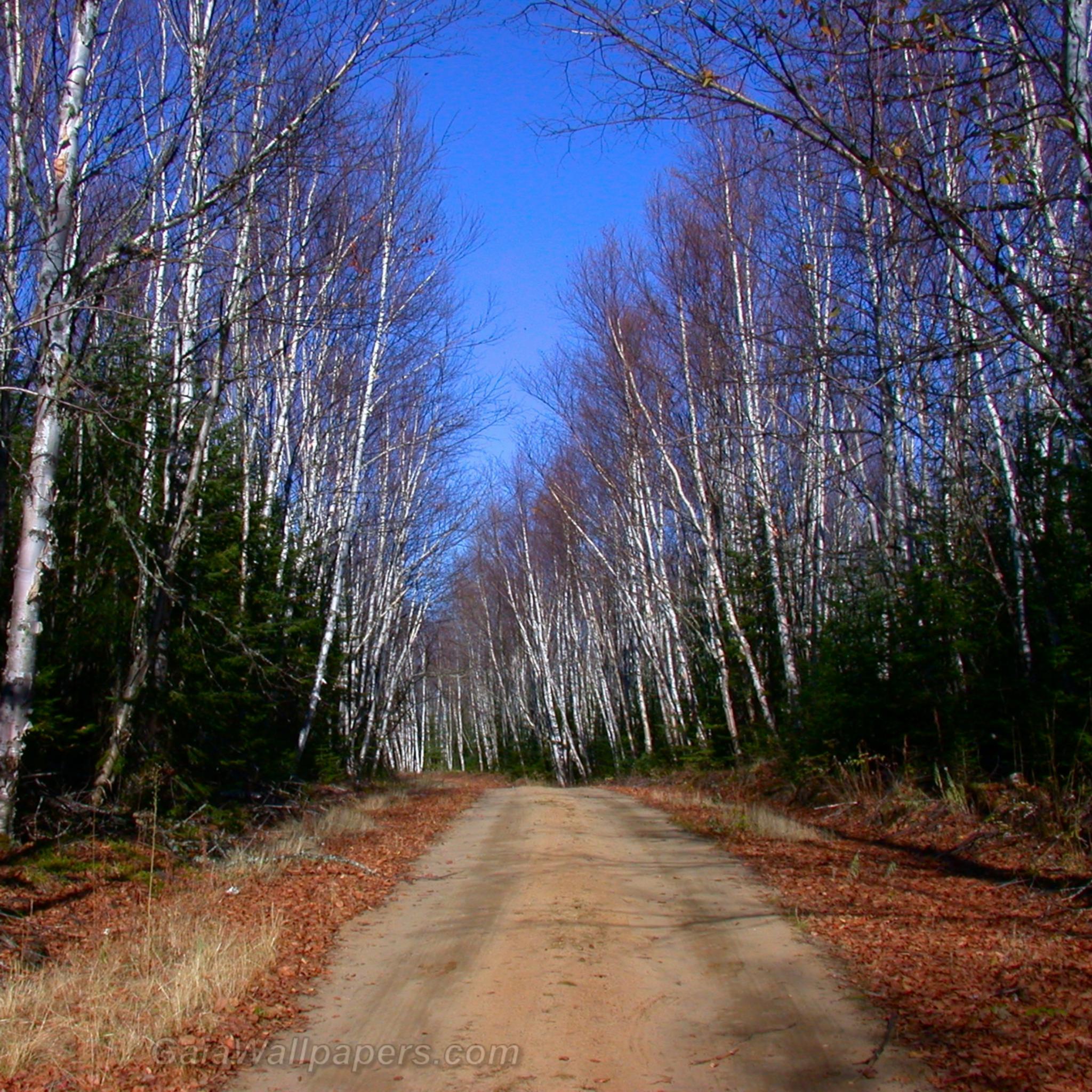 Gravel road in a forest of birches - Free desktop wallpapers