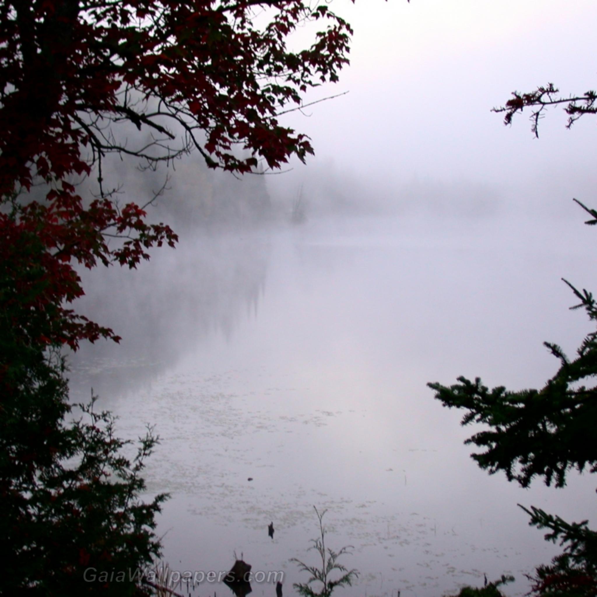 Brouillard épais au-dessus du lac - Fonds d'écran gratuits