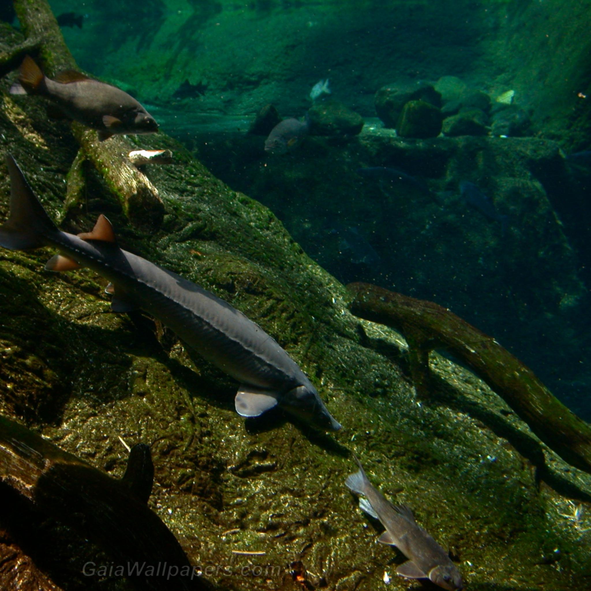 Sturgeon with other fishes - Free desktop wallpapers