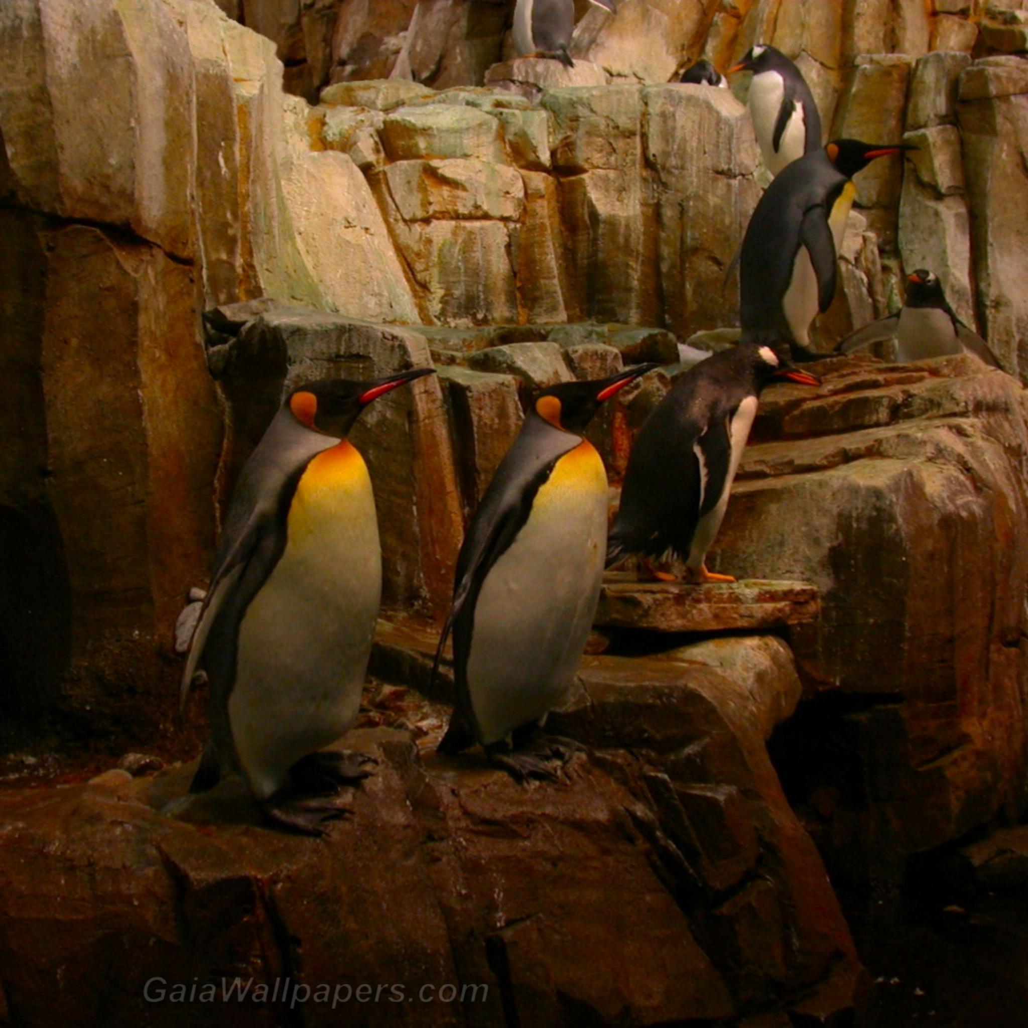 Penguins on the rocks - Free desktop wallpapers