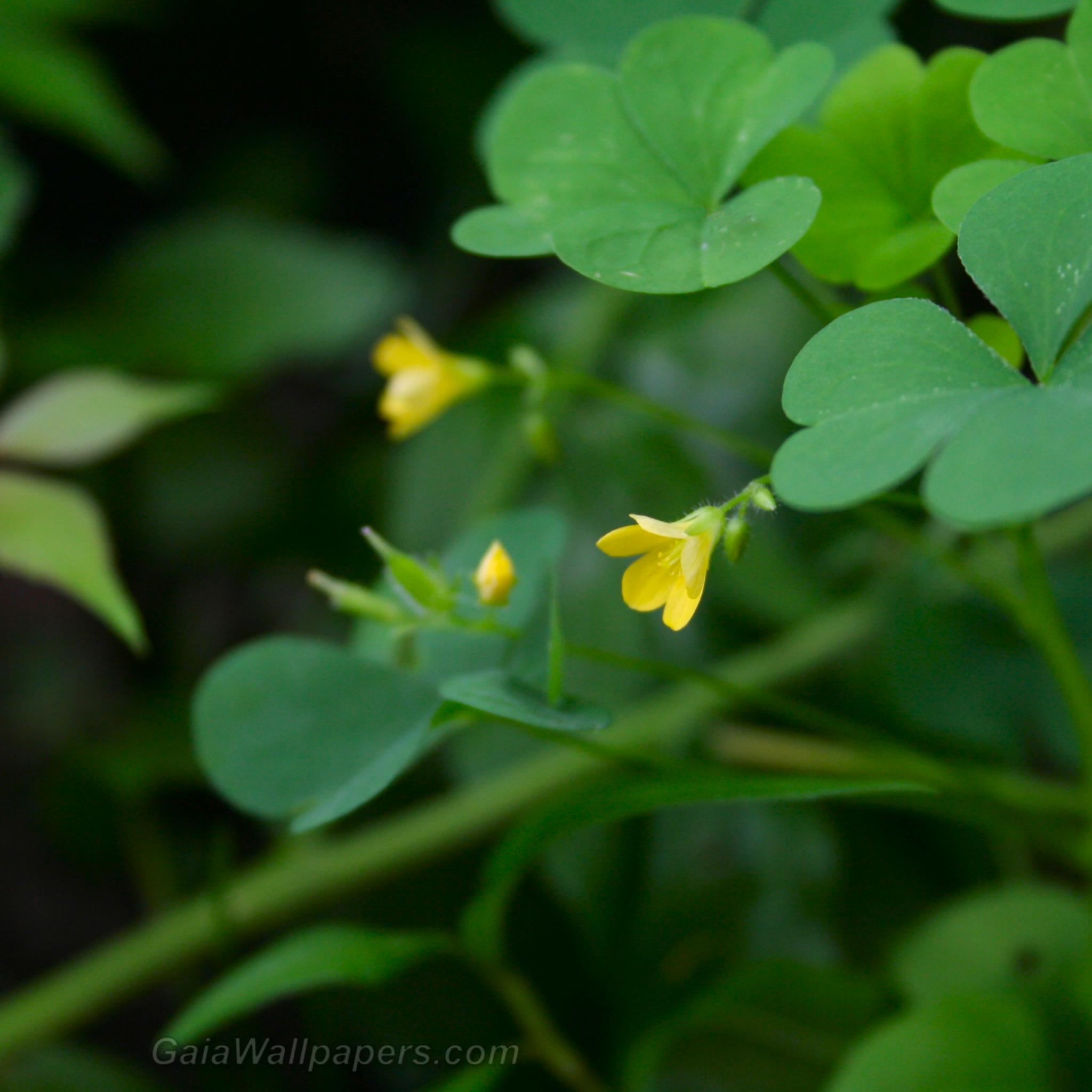 Young yellow clover flowers - Free desktop wallpapers