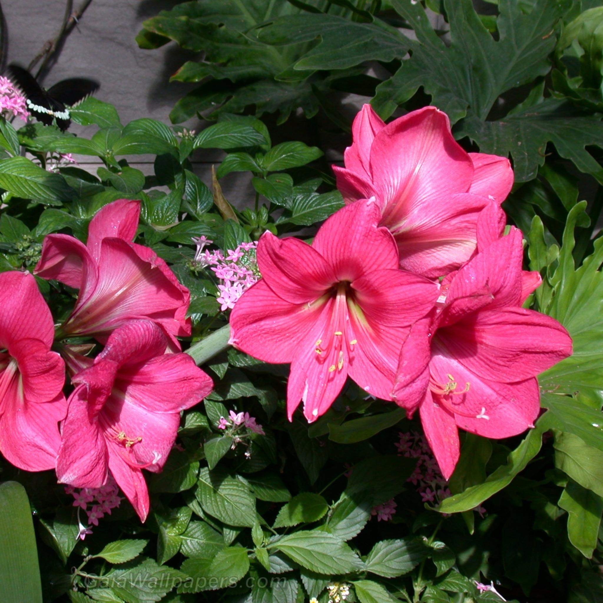 Hibiscus roses - Fonds d'écran gratuits