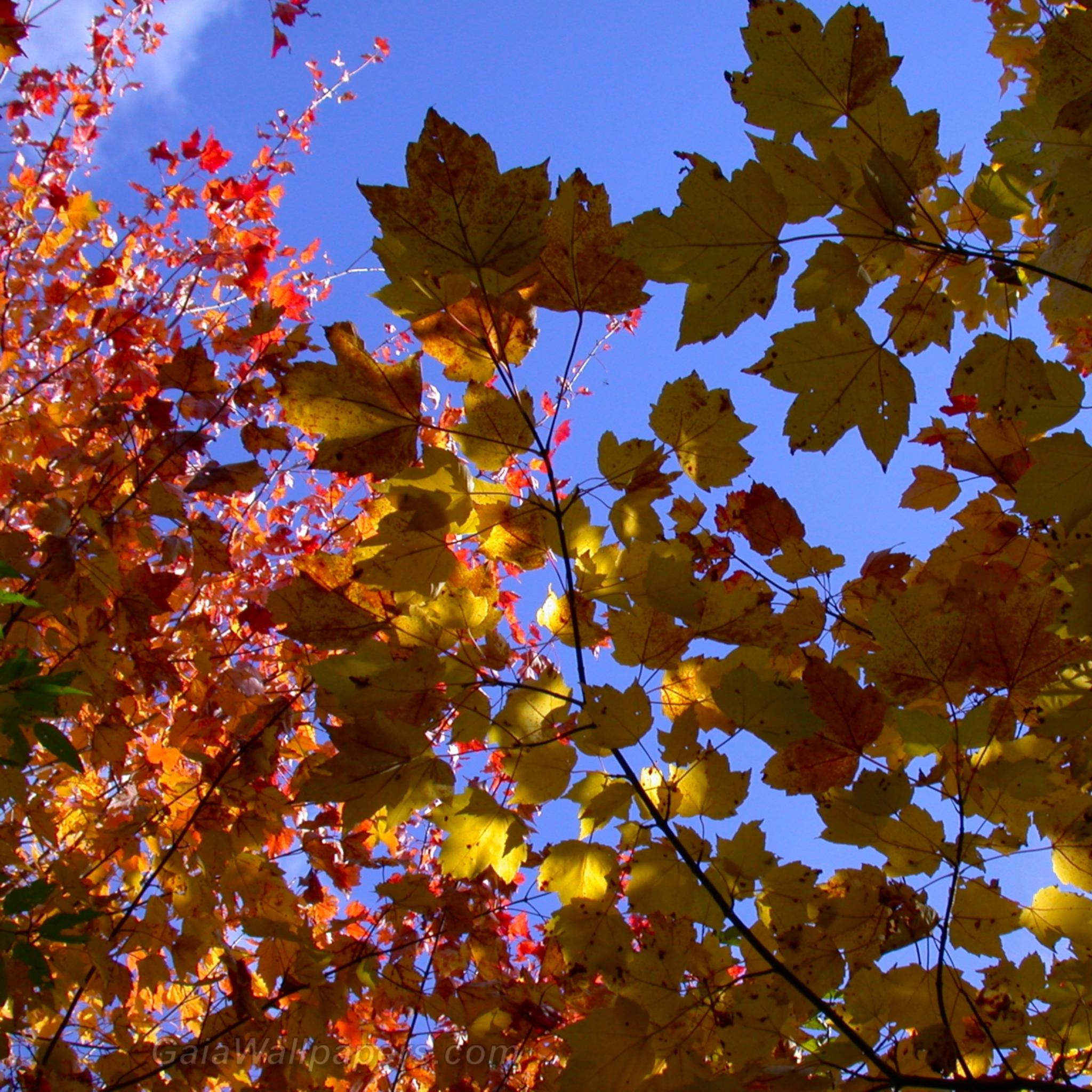 Autumn colored leaves - Free desktop wallpapers